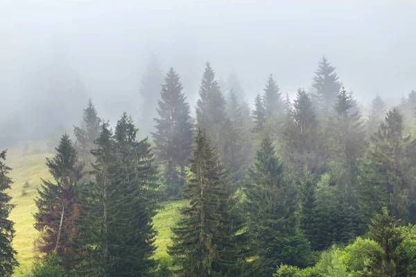 Vackra Gran träd skogen i en dimma — Stockfoto