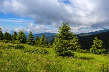 güzel çam ormanı bir dağ yamacında