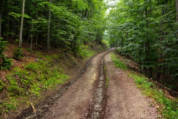 Estrada através de uma floresta em uma encosta de monte — Fotografia de Stock