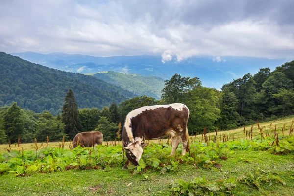 Hnědá kráva na horské pastviny — Stock fotografie