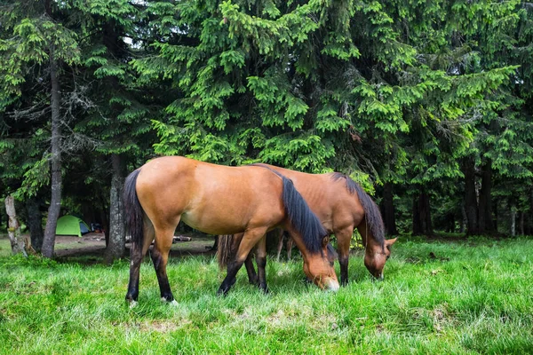 Cavalos marrons em uma floresta — Fotografia de Stock