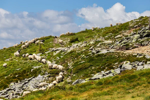 Owce stada spacerem na stoku zielonego wzgórza — Zdjęcie stockowe