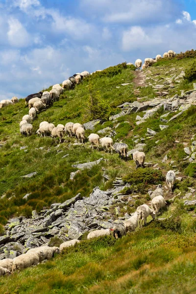 Ovčí stádo chůze na svahu zeleného kopce — Stock fotografie