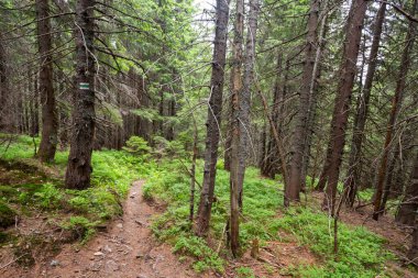 Yaz çam ağacı dağ orman