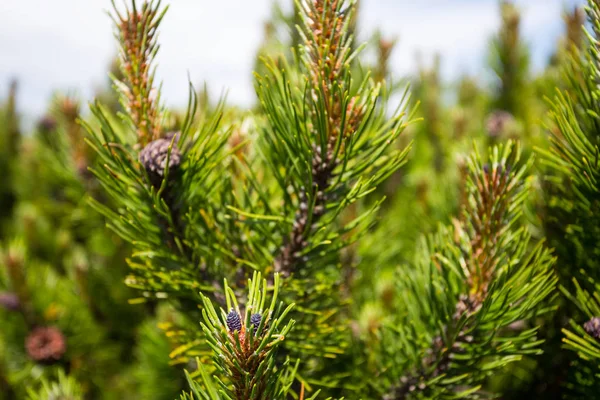 De vertakking van de beslissingsstructuur van close-up alpine pine — Stockfoto