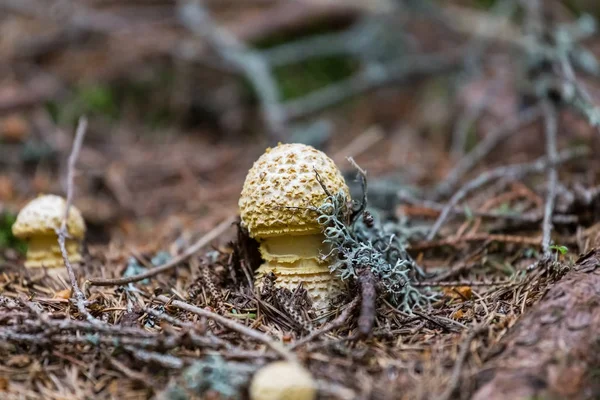 Detailní flyagaric houby v lese — Stock fotografie