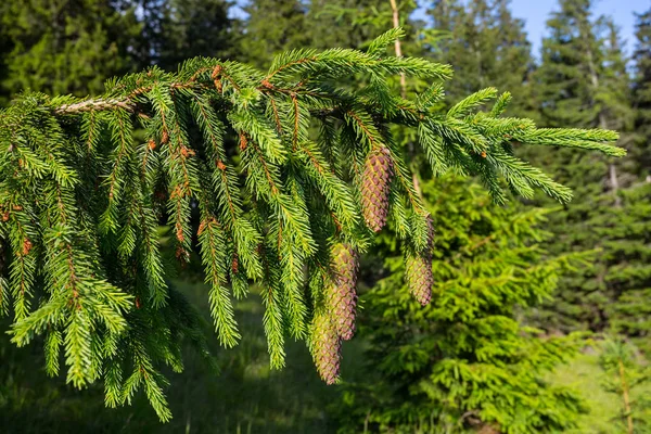 Bir ormandaki closeup köknar ağacı dalı — Stok fotoğraf