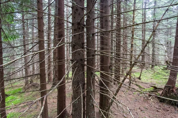 Primo piano bosco di abeti secchi — Foto Stock