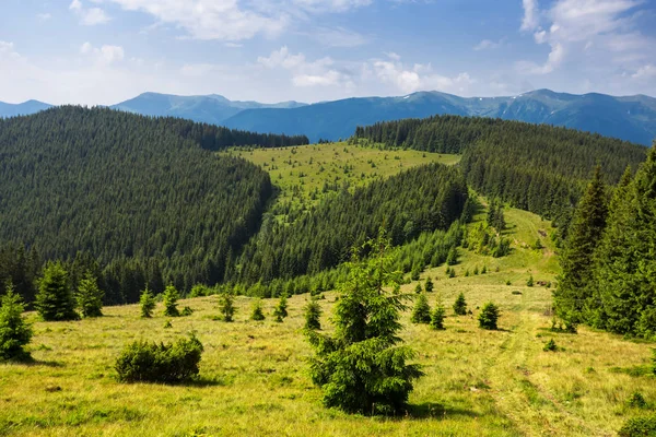 Floresta de pinheiro verde em uma encosta de montanha — Fotografia de Stock