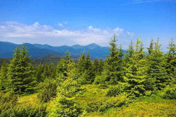 Zelený les na svahu hory — Stock fotografie