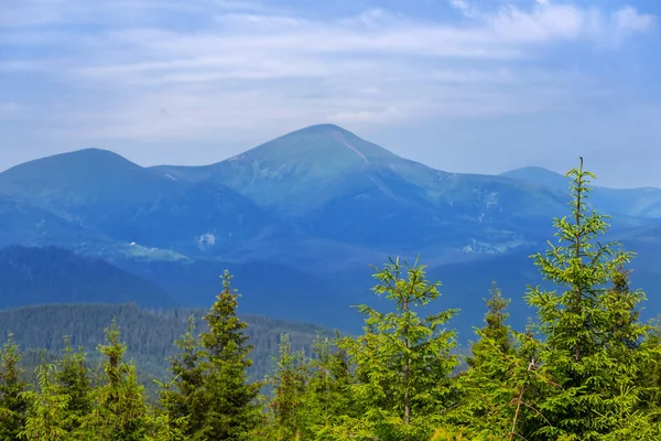 Floresta de abeto verde em um fundo de montanhas azul — Fotografia de Stock