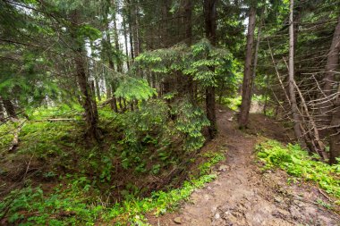 Yaz çam ağacı ıslak orman