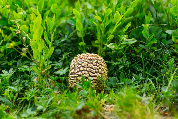 Nahaufnahme Fliegenpilz im Gras — Stockfoto