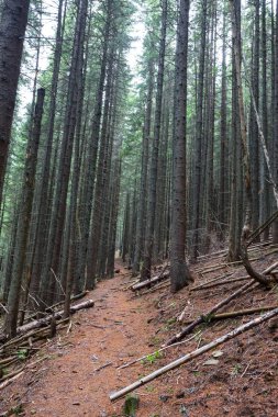 yolda bir dağ orman