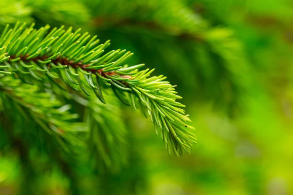 Beautiful closeup pine tree branch — Stock Photo, Image
