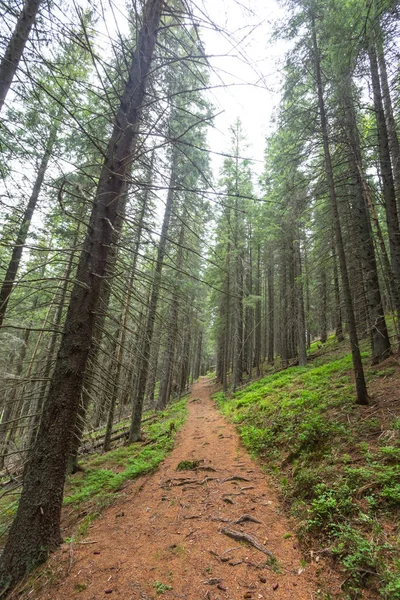 Pinèdes sur une pente de montagne — Photo