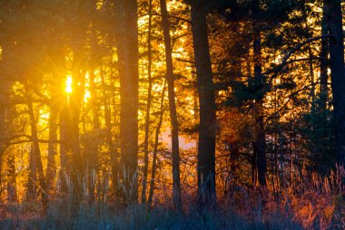 çam ağacı orman gün batımında 