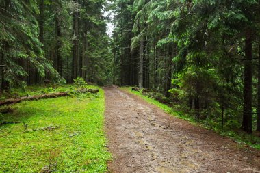 toprak yol ıslak Göknar ormanı