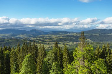 güzel yeşil orman Dağı yamacında