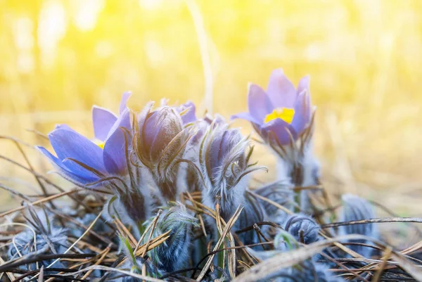 Schöne Nahaufnahme violette Blumen in einem Sonnenstrahl — Stockfoto