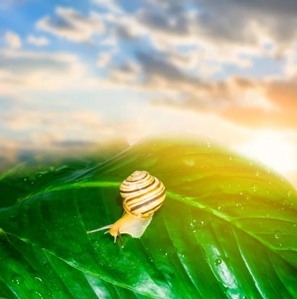 Garden snail on a green leaf — Stock Photo, Image