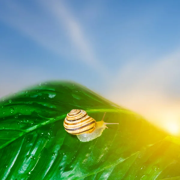 Garden snail on a green leaf — Stock Photo, Image