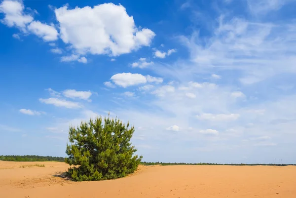 Kis fenyőfa között a homok sivatagban — Stock Fotó