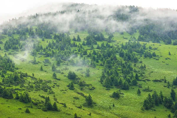 Zelená Hora svah v mlze — Stock fotografie