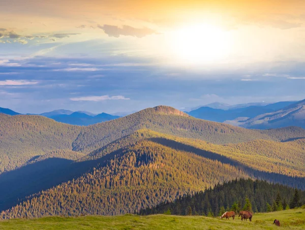 Pferde auf einer Alm bei Sonnenuntergang — Stockfoto