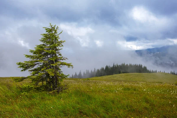 霧の中に山の斜面だけでモミの木 — ストック写真