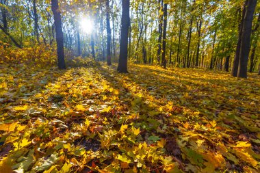gün batımında sessiz sonbahar orman