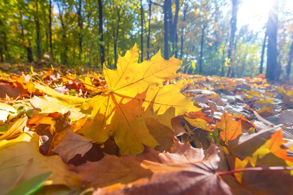 Herbst-Ahornwald im Sonnenstrahl — Stockfoto