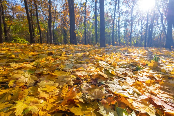Červené podzimní les v paprscích slunce — Stock fotografie