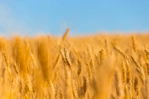 Portre yaz altın buğday alanı — Stok fotoğraf