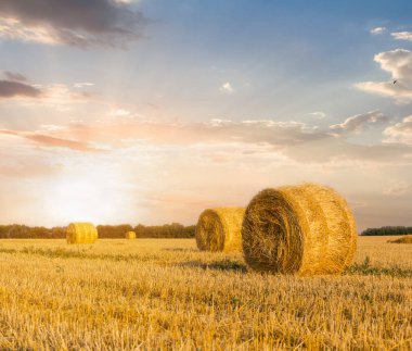 Yaz buğday alan bir hasat batımında sonra