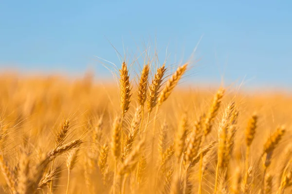 Крупный план летнего золотого пшеничного поля — стоковое фото