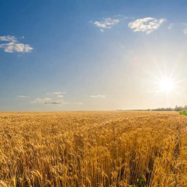 summer wheat field scene at the sunset