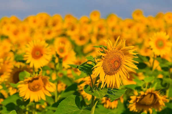 Closeup beautiful sunflower field — Stock Photo, Image