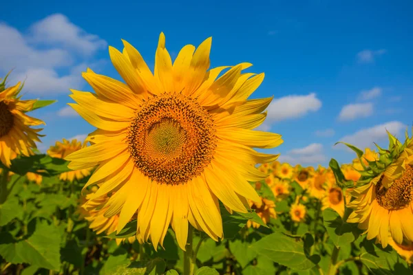 Closeup golden sunflowers on a blue sky background — Stock Photo, Image