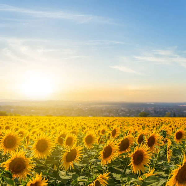 Goldenes Sonnenblumenfeld bei Sonnenuntergang — Stockfoto