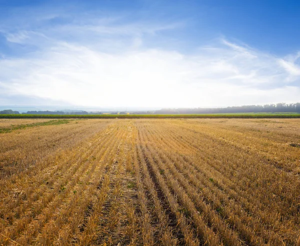 Летнее пшеничное поле после сбора урожая — стоковое фото