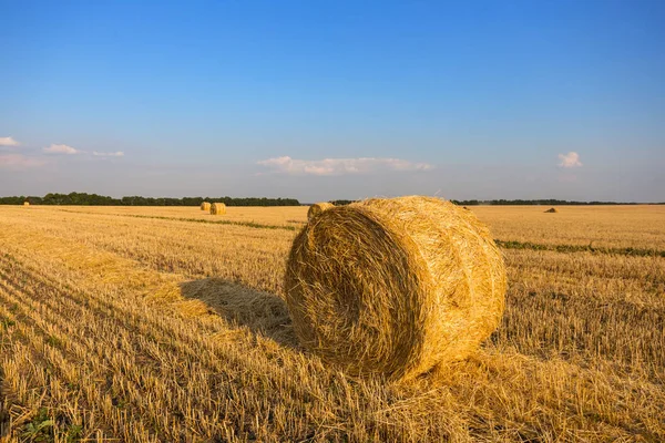 Summer wheat field after a harvest — Stock Photo, Image