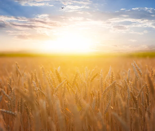 Gouden tarweveld bij de zonsondergang — Stockfoto