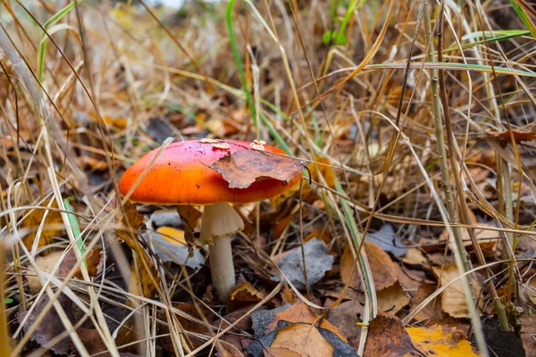 Closeup červené flyagaric houby v lese — Stock fotografie