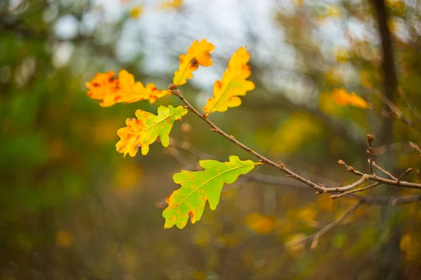 Gros plan chêne rouge branche automne scène — Photo