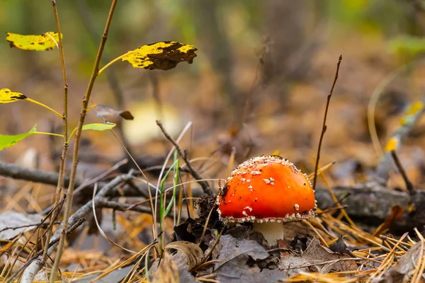 Closeup červené flyagaric houby v lese — Stock fotografie