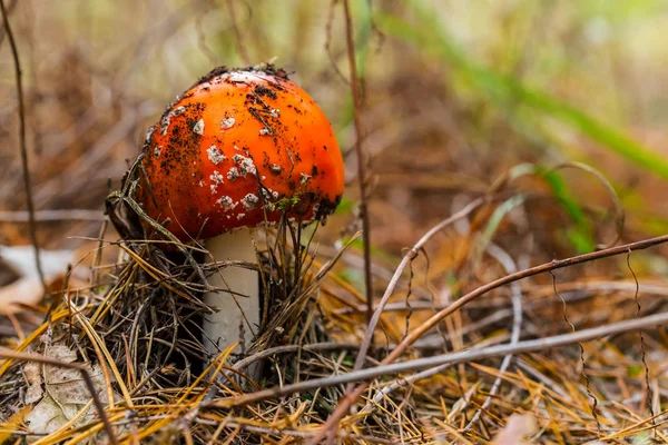 Крупный план красный флаягарский гриб в лесу — стоковое фото