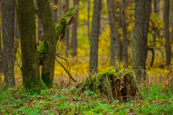 Старый пень в осеннем лесу — стоковое фото