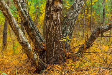 bir sonbahar ormanda closeup huş ağacı