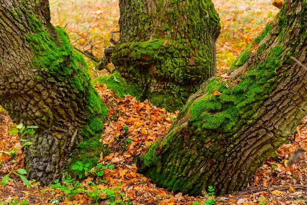 Крупное дерево в осеннем лесу — стоковое фото